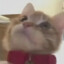 桐