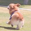 叮咚