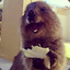 Happy Little Quokka