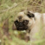 WildPug