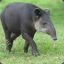 TAPIR MASTER