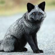 Silver Fox