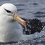 Albatroz