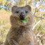 Quokka