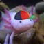 I Axolotl Questions