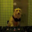 dj timik