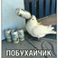 побухайчик