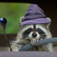 Wizard Raccoon