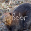 BobrKaiers