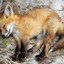 Sleepy Fox (Boeing)