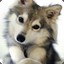 thе_lawlrus