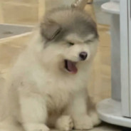 乡村小尼姑 - steam id 76561199097513840