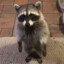 Friendly Neighborhood Raccoon