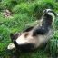 Saucy Badger