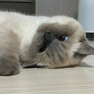 爱吃布偶的小鱼干