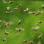 The vengeful ghosts of 600 bees