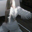 a1yask.a666