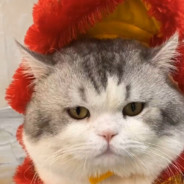 耗子尾汁马大师