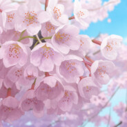 温泉蛋肉酱意面