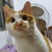 我是璃月七星中的电弧星