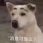 小猫钓鱼