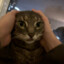 kitty cat