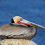 A Perfectly Perched Pelican