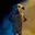 dobby