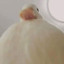 Duck...
