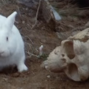 RabbitActual - steam id 76561197961209915