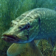 Стив футджопс