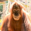 (RIP) Chumba