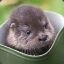 Otter in a Boot