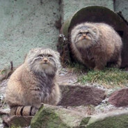pallas cat