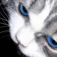 如果高冷是天赋.