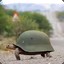 The Noob Turtle