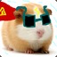 Super guinea pig