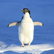 penguin