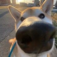 她说我比野牛还猛