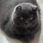 幼稚园小鱼同学