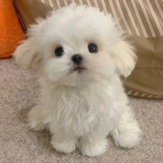 邪恶深海白章鱼