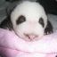 pink panda