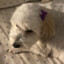 huckle