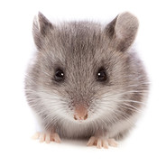 ＩＮＮＯＣＥN T