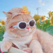 你想帮鼠老板偷走美味猫宝吗