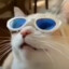 cat with sunglasses