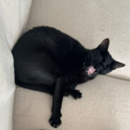 Gomes - steam id 76561198304541859