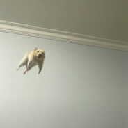 奴家真不是東子`