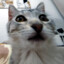 Pon_Net
