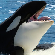 Shamu